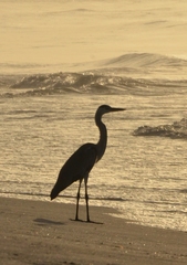 Ardea cinerea