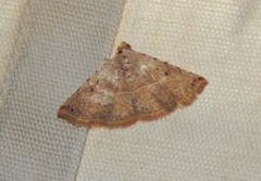 Eublemma gayneri