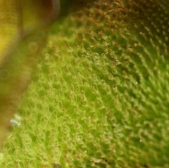 Salvinia molesta