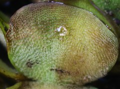 Salvinia molesta