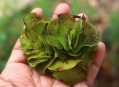 Salvinia molesta