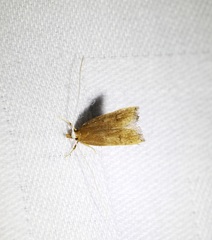 Lecitholaxa thiodora