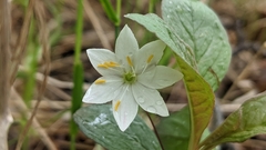 Lysimachia europaea