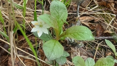 Lysimachia europaea