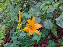 Hemerocallis hakuunensis