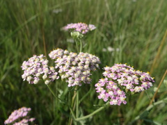 Achillea euxina