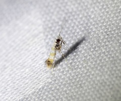 Gibbovalva singularis