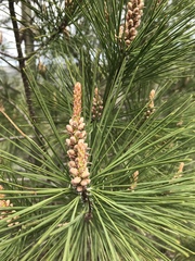 Pinus attenuata