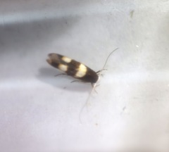 Stathmopoda paradiplaspis