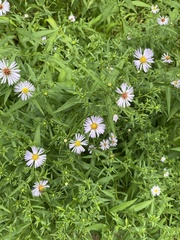 Symphyotrichum × salignum