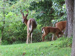 Odocoileus virginianus