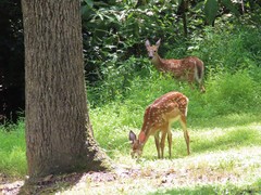 Odocoileus virginianus