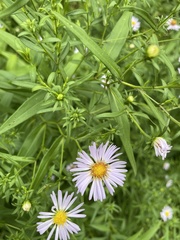 Symphyotrichum × salignum