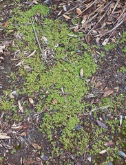 Lunularia cruciata