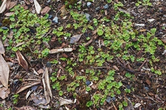 Lunularia cruciata
