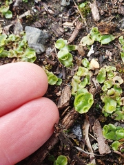 Lunularia cruciata