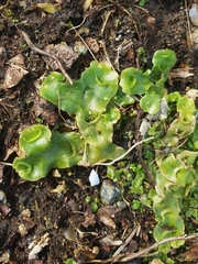 Lunularia cruciata