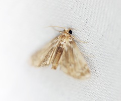 Luma