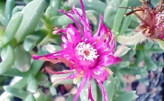 Trichodiadema calvatum