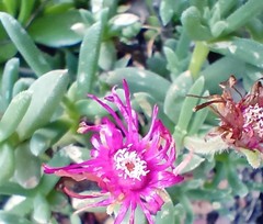 Trichodiadema calvatum