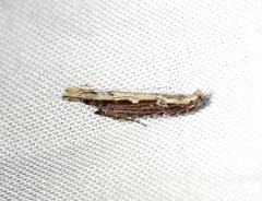 Hypatima spathota