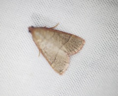 Hypsopygia repetita