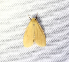 Paralithosia shaowuica