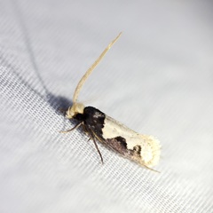 Thisizima subceratella