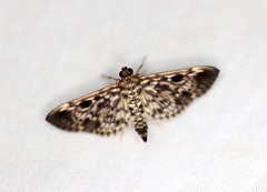 Rhimphaliodes macrostigma