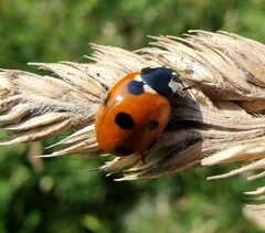 Coccinella septempunctata