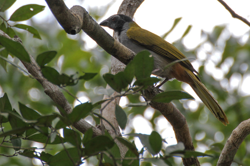 Saltator atriceps