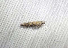 Metharmostis multilineata