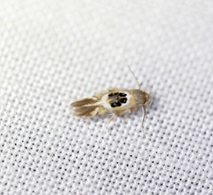 Hieromantis arcuata
