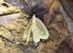 Pareumelea eugeniata