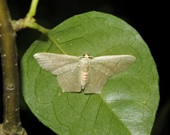 Hemithea marina