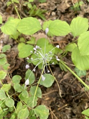 Allium carinatum pulchellum