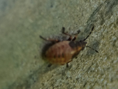 Arocatus melanocephalus