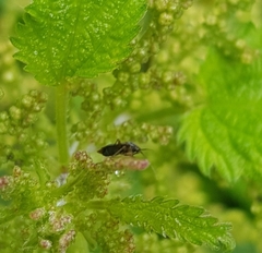 Plagiognathus arbustorum