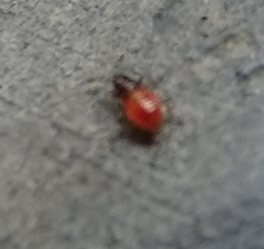 Oxycarenus lavaterae