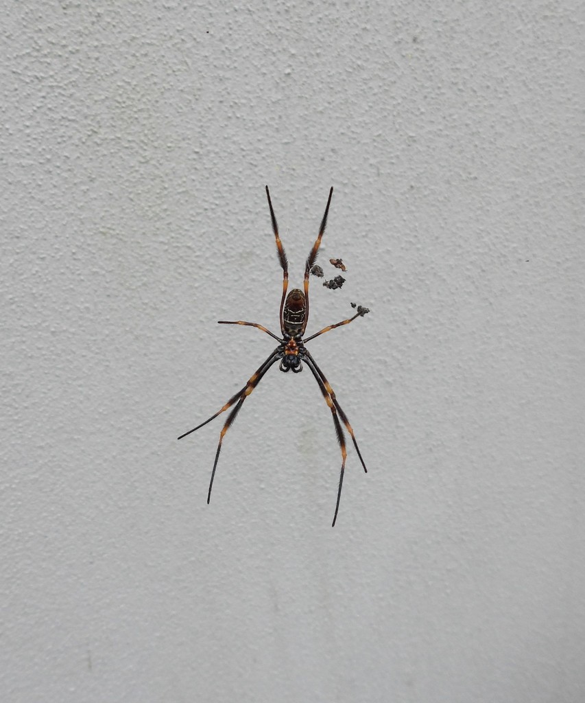 Tiger Spider from Brisbane QLD, Australia on August 3, 2021 at 0330 PM