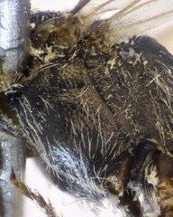 Lasioglossum pseudoplanulum