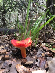 Hygrocybe splendidissima