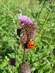 Harmonia axyridis