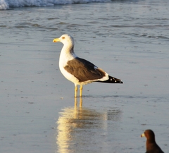 Larus fuscus