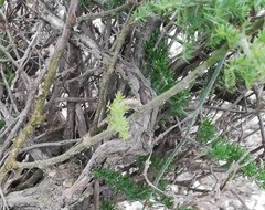 Asparagus multiflorus