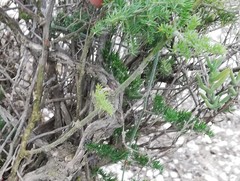 Asparagus multiflorus