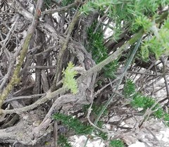 Asparagus multiflorus