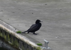 Phalacrocorax sulcirostris