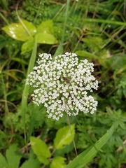 Selinum carvifolia