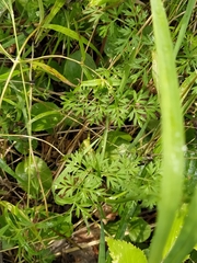 Selinum carvifolia